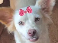 Cachorro raça SRD-ViraLata idade 7 a 11 meses nome Luna 