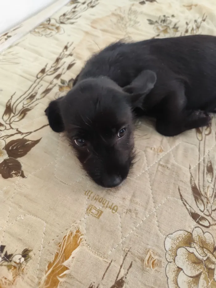 Cachorro raça SRD-ViraLata idade 2 a 6 meses nome pretinha