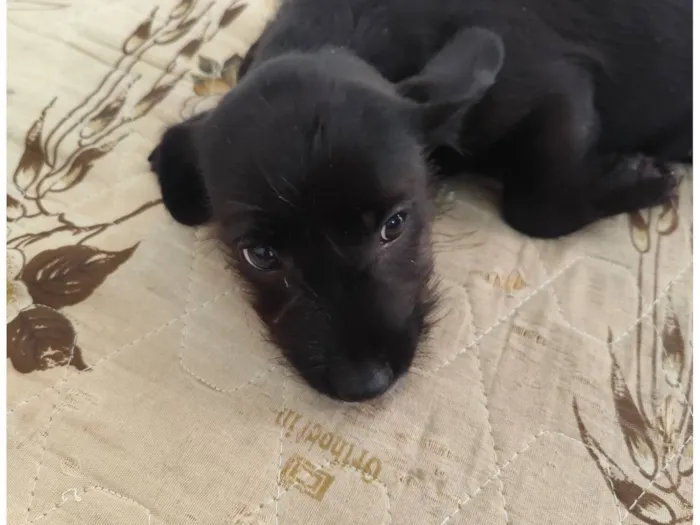 Cachorro raça SRD-ViraLata idade 2 a 6 meses nome pretinha