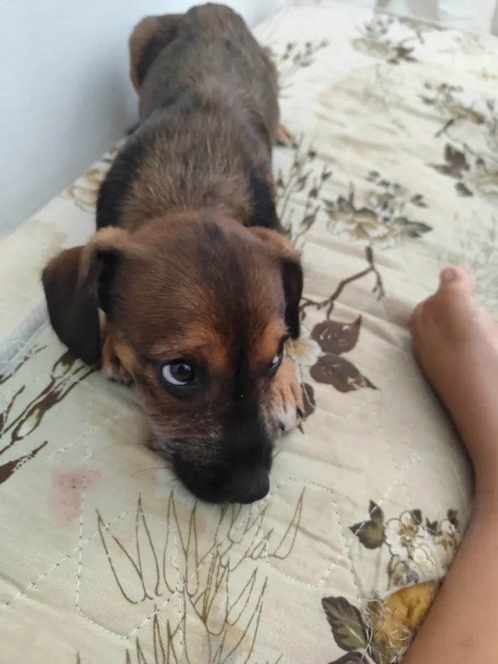 Cachorro raça SRD-ViraLata idade 2 a 6 meses nome Cacau