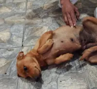 Cachorro raça SRD-ViraLata idade 1 ano nome Nina 
