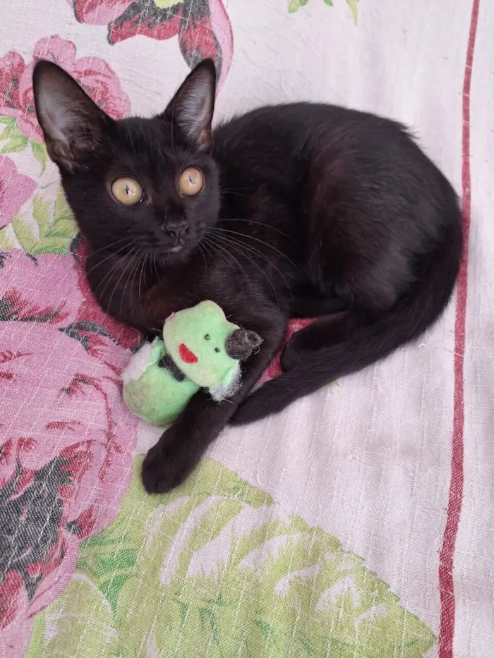 Gato raça SRD-ViraLata idade Abaixo de 2 meses nome Scarlet 