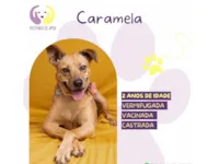 Cachorro raça SRD-ViraLata idade 2 anos nome Caramela 