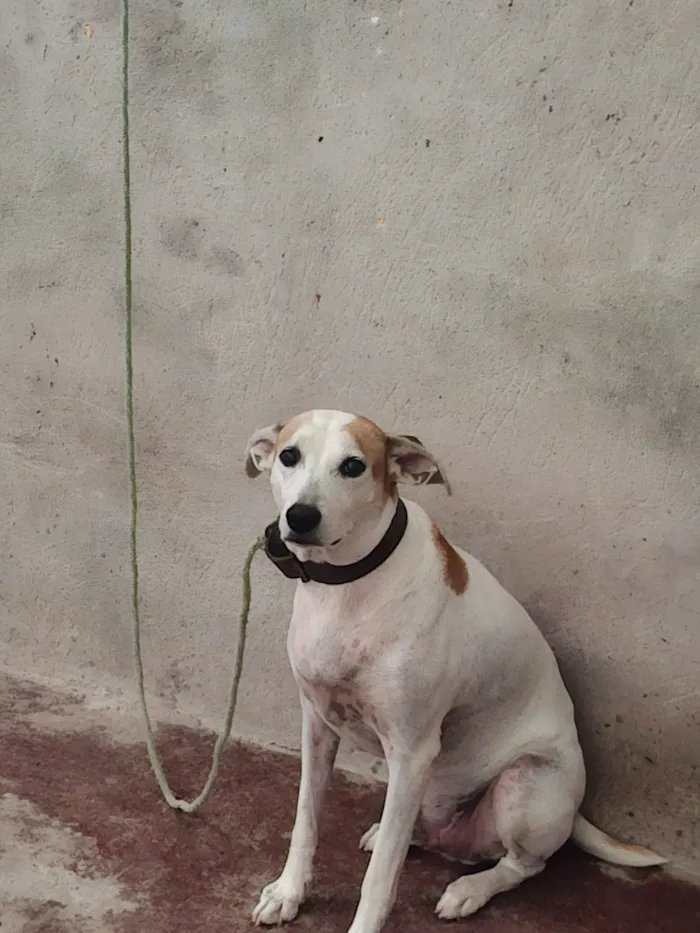 Cachorro raça SRD-ViraLata idade 6 ou mais anos nome Salsicha