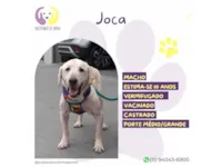 Cachorro raça SRD-ViraLata idade 6 ou mais anos nome Joca
