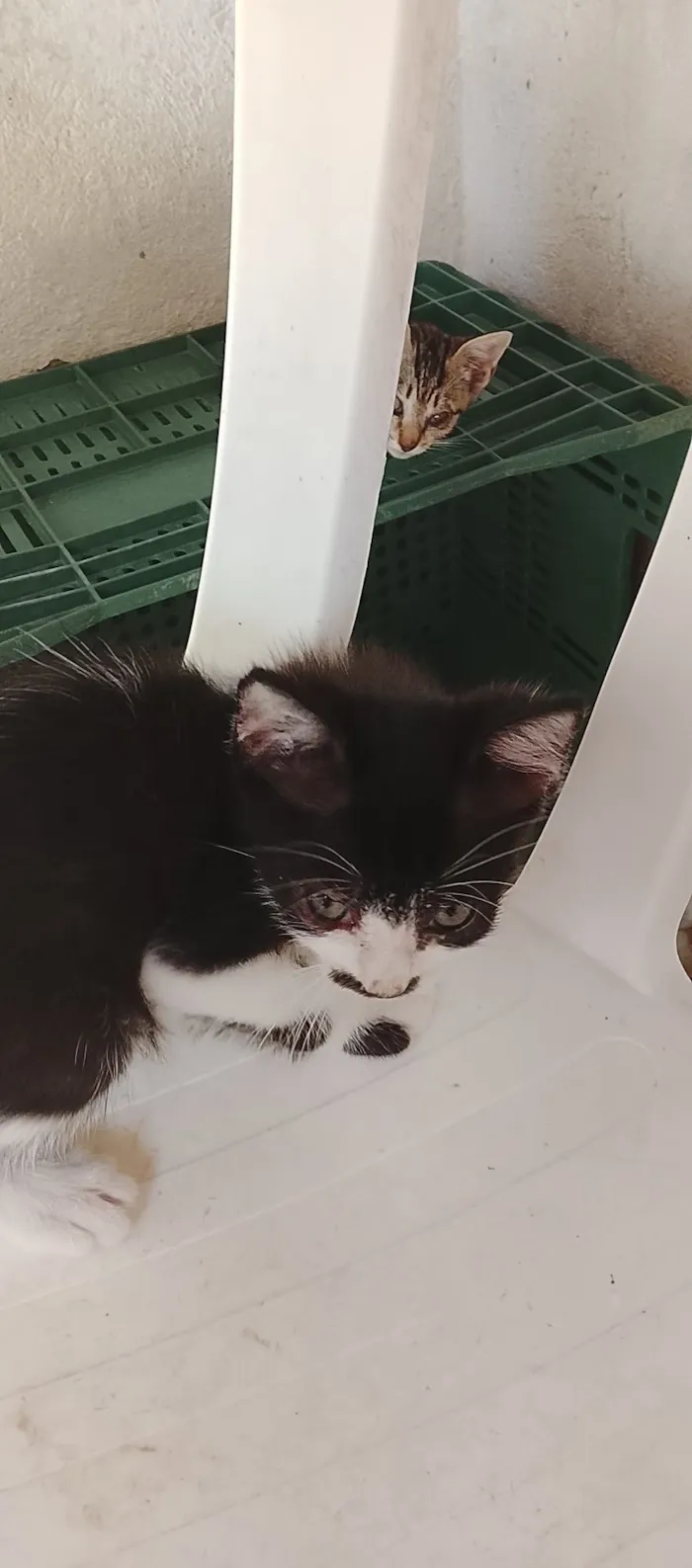 Gato raça SRD-ViraLata idade 2 a 6 meses nome Kelly