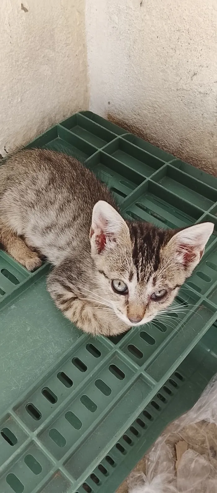 Gato raça SRD-ViraLata idade 2 a 6 meses nome Kelly