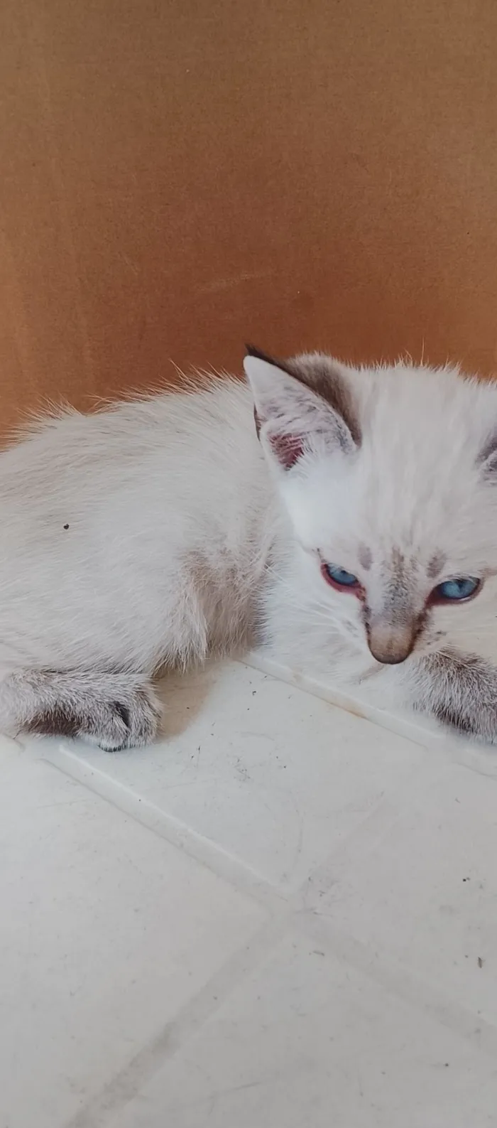 Gato raça SRD-ViraLata idade 2 a 6 meses nome Kelly