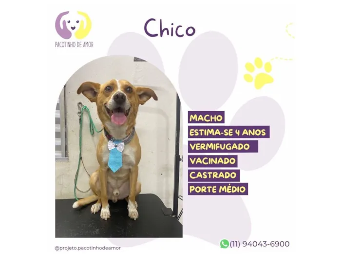 Cachorro raça SRD-ViraLata idade 4 anos nome Chico