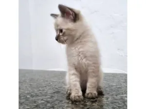 Gato raça SRD-ViraLata idade 2 a 6 meses nome Gatinha 1