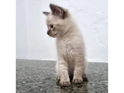 Gato raça SRD-ViraLata idade 2 a 6 meses nome Gatinha 1