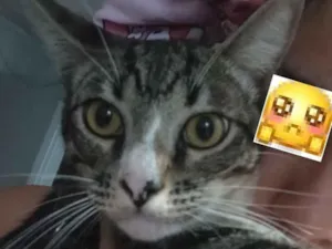 Gato raça SRD-ViraLata idade 7 a 11 meses nome Botinha