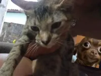 Gato raça SRD-ViraLata idade 2 a 6 meses nome Melzinha