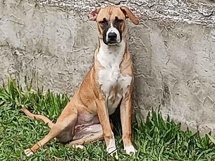 Cachorro raça SRD-ViraLata idade 7 a 11 meses nome "princesa"
