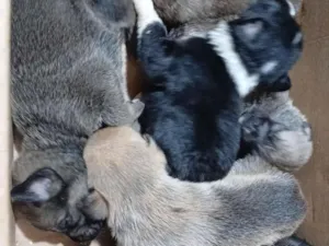 Cachorro raça SRD-ViraLata idade 7 a 11 meses nome ROSANA DE ALCANTARA ARAUJO