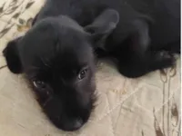 Cachorro raça SRD-ViraLata idade 2 a 6 meses nome pretinha