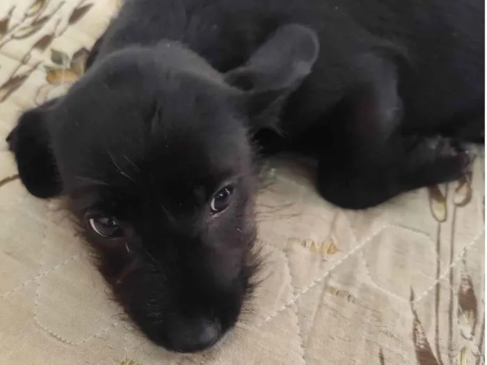 Cachorro raça SRD-ViraLata idade 2 a 6 meses nome pretinha
