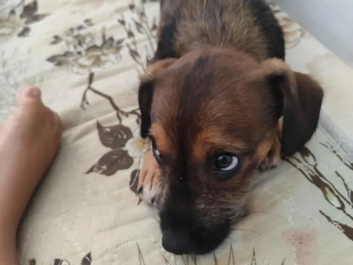 Cachorro raça SRD-ViraLata idade 2 a 6 meses nome Cacau