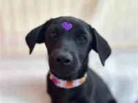 Cachorro raça SRD-ViraLata idade 2 a 6 meses nome Nana