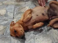 Cachorro raça SRD-ViraLata idade 1 ano nome Nina 
