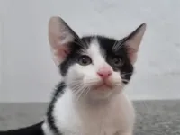 Gato raça SRD-ViraLata idade 2 a 6 meses nome Gatinha 2