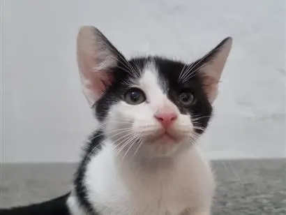 Gato raça SRD-ViraLata idade 2 a 6 meses nome Gatinha 2