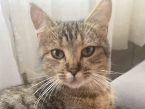 Gato raça SRD-ViraLata idade 1 ano nome Doando essa gata 