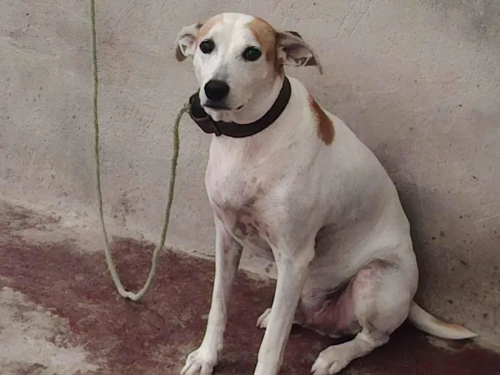 Cachorro raça SRD-ViraLata idade 6 ou mais anos nome Salsicha