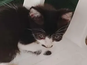 Gato raça SRD-ViraLata idade 2 a 6 meses nome Kelly