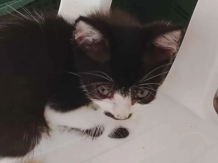 Gato raça SRD-ViraLata idade 2 a 6 meses nome Kelly