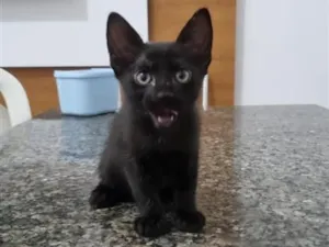 Gato raça SRD-ViraLata idade 2 a 6 meses nome Gatinha 3