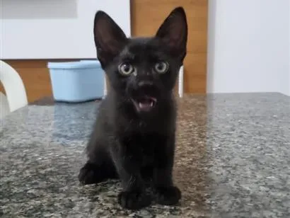 Gato raça SRD-ViraLata idade 2 a 6 meses nome Gatinha 3