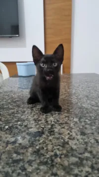Gato raça SRD-ViraLata idade 2 a 6 meses nome Gatinha 3