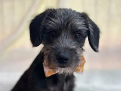 Cachorro raça SRD-ViraLata idade 2 a 6 meses nome Nico