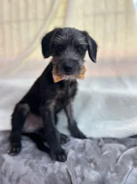 Cachorro raça SRD-ViraLata idade 2 a 6 meses nome Nico