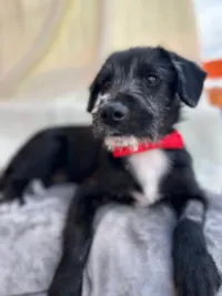 Cachorro raça SRD-ViraLata idade 2 a 6 meses nome Max