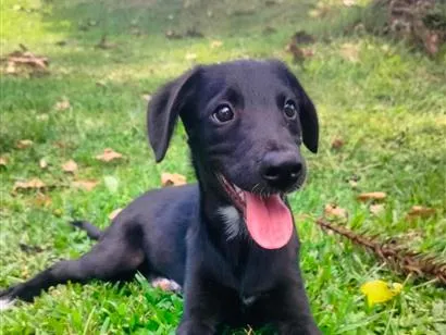 Cachorro raça SRD-ViraLata idade 2 a 6 meses nome Mirtilo