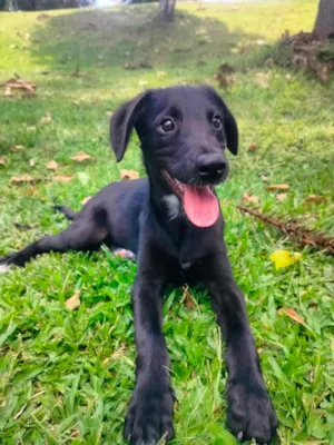 Cachorro raça SRD-ViraLata idade 2 a 6 meses nome Mirtilo