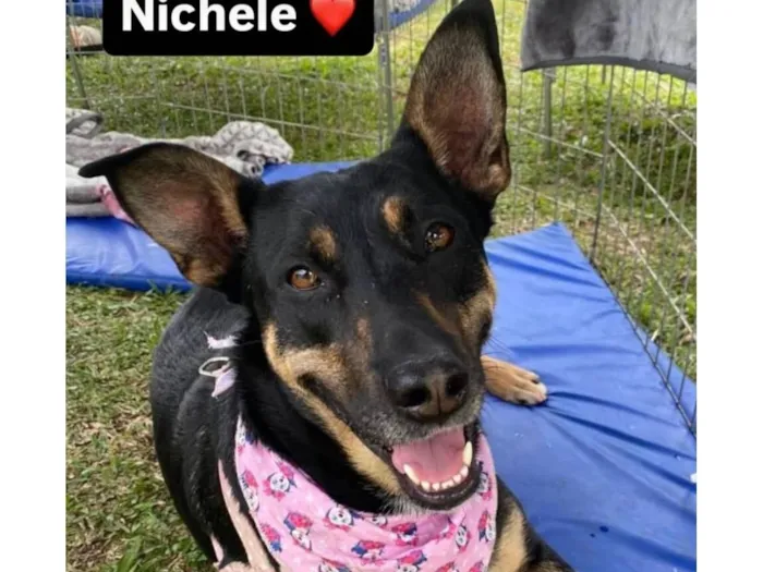 Cachorro raça SRD-ViraLata idade 2 anos nome Nichele
