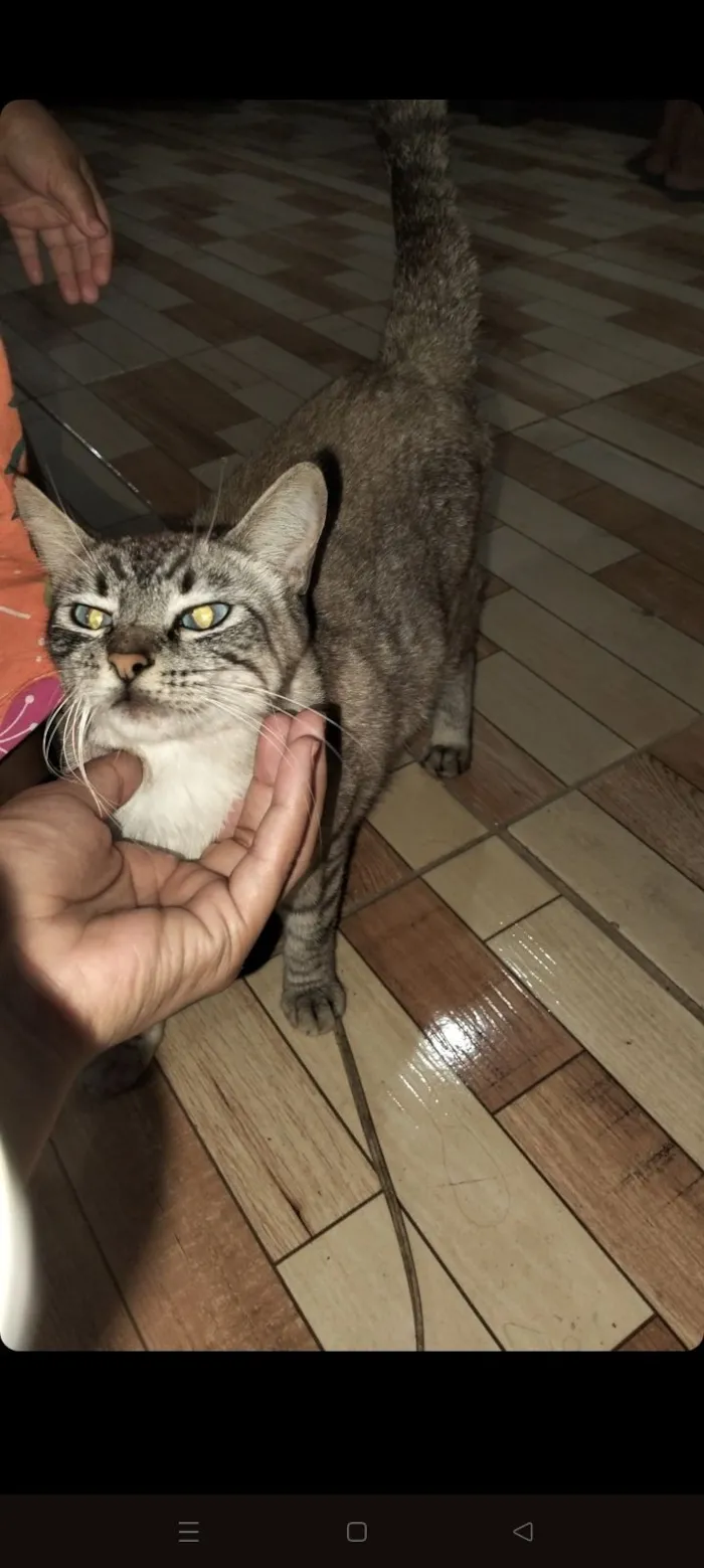 Gato raça SRD-ViraLata idade 2 anos nome gatinha