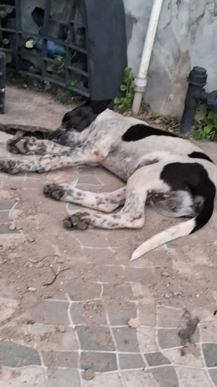 Cachorro raça SRD-ViraLata idade Abaixo de 2 meses nome nem tem nome 