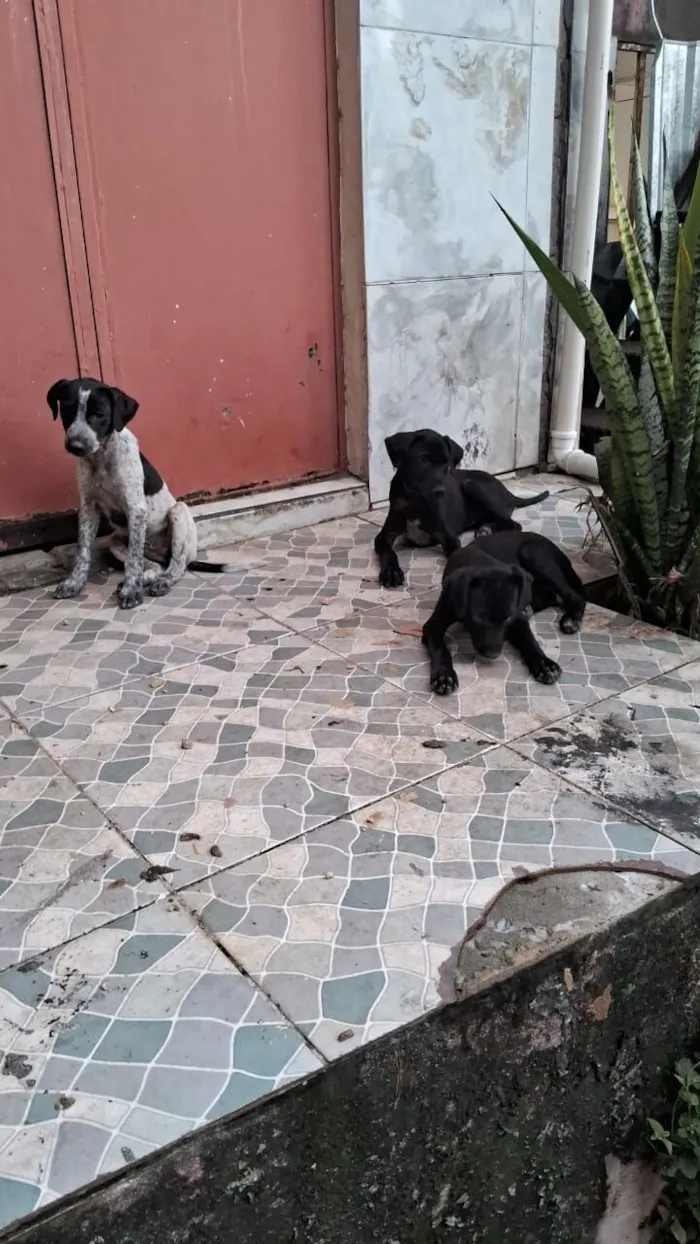 Cachorro raça SRD-ViraLata idade Abaixo de 2 meses nome nem tem nome 
