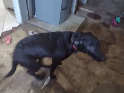 Cachorro raça Labrador idade 2 a 6 meses nome amora