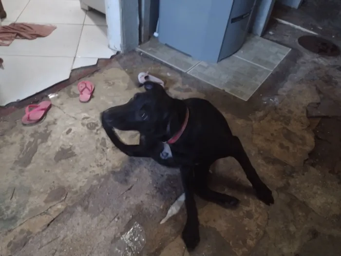 Cachorro raça Labrador idade 2 a 6 meses nome amora