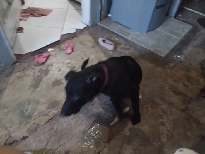 Cachorro raça Labrador idade 2 a 6 meses nome amora