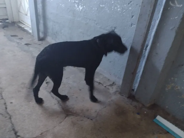 Cachorro raça Labrador idade 2 a 6 meses nome amora