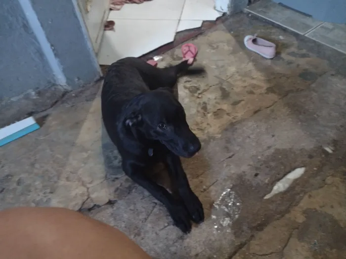 Cachorro raça Labrador idade 2 a 6 meses nome amora