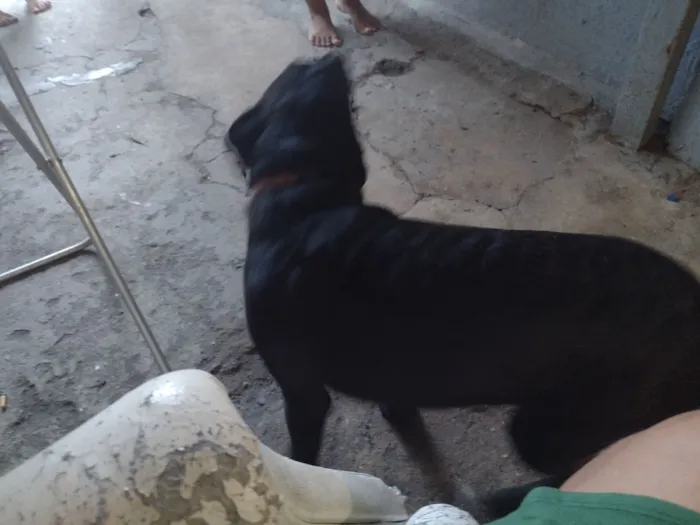 Cachorro raça Labrador idade 2 a 6 meses nome amora