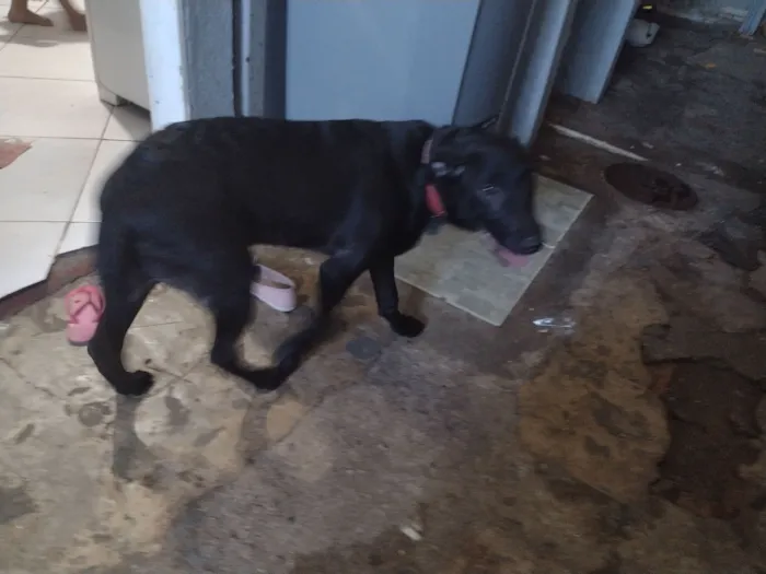 Cachorro raça Labrador idade 2 a 6 meses nome amora