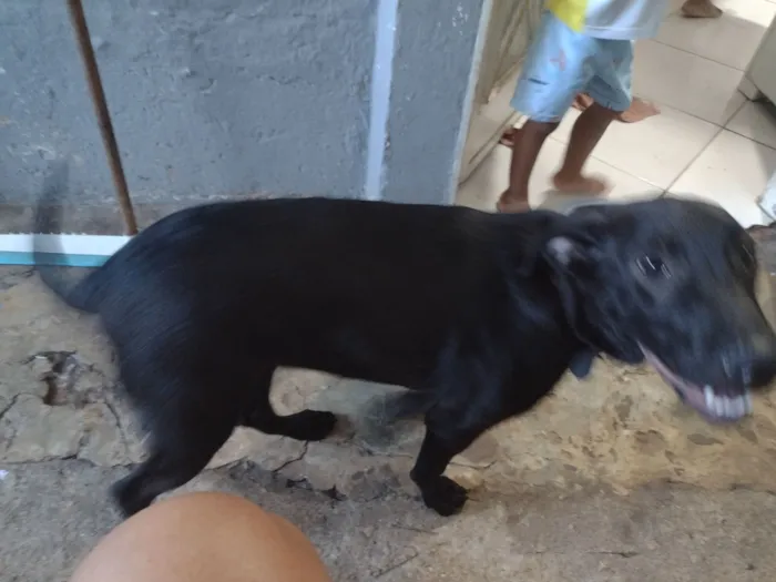 Cachorro raça Labrador idade 2 a 6 meses nome amora